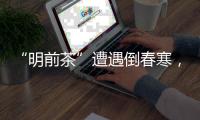 “明前茶”遭遇倒春寒，浙南受灾最严重