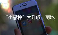 “小品种”大升级，两地联手给澳门“菜篮子”增鲜