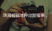 珠海盐碱地种出甜蜜果
，甜度接近天花板！