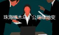 珠海啄木鸟丨公用绿地变私家菜园�
？
！究竟该由谁来管
？
