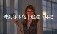 珠海啄木鸟｜追踪
！环岛车辆“打架”，珠海交警启用新方案→