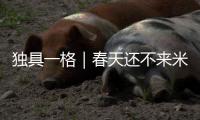 独具一格｜春天还不来米林吗？ 这里的桃花都开好了