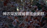 神农架发现稀有昆虫类群
，在中国首次记录，全球已知仅5种