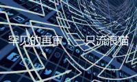 罕见的再审：一只流浪猫与24万元赔偿