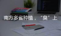 南方多省种植，“臭”上热搜的石楠花怎么成为了城市绿化的“性价比之王”？丨硬核唠科
