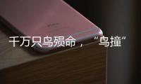 千万只鸟殒命，“鸟撞”现场调查
，小鸟侦探请答题
