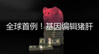 全球首例�！基因编辑猪肝脏 被移植到人体