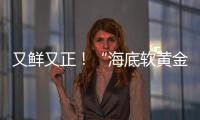又鲜又正！“海底软黄金” 珠海外伶仃海胆新鲜上岸
！