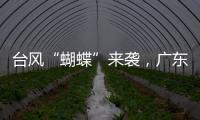 台风“蝴蝶”来袭，广东如何应对