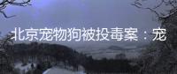 北京宠物狗被投毒案：宠物如何定价，犬主能否诉精神赔偿