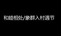 和睦相处/象群入村遇节庆 民众：欢迎来做客