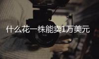 什么花一株能卖1万美元，还能吃？