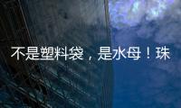 不是塑料袋
，是水母	！珠海海滩有水母出没 提醒：有毒！别碰！