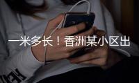 一米多长！香洲某小区出现眼镜蛇，已被捕获