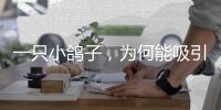 一只小鸽子	，为何能吸引14家知名媒体集中探访？
