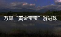万尾“黄金宝宝”游进珠海！明年或将实现本土繁育
