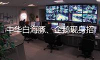 中华白海豚、企鹅现身招聘会 珠海“招才吉祥物”好吸睛 吸引求职者争相合影