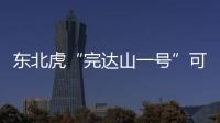 东北虎“完达山一号”可能已“脱单”
！