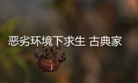 恶劣环境下求生 古典家具企业需要品牌
、定位和创新