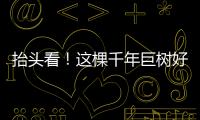 快排公司十年历程，霸屏兔 seo 的崛起与坚守