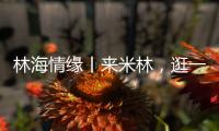林海情缘丨来米林，逛一逛“春风桃夭宴” ！