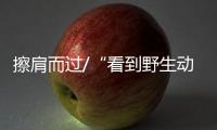 快排公司十年历程，霸屏兔 seo 的崛起与坚守