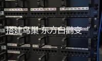 快排公司十年历程，霸屏兔 seo 的崛起与坚守