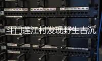 斗门莲江村发现野生古沉香种群
！最大的沉香树树龄达148年