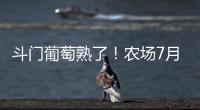 斗门葡萄熟了
！农场7月底开放采摘�，大量黑夏、阳光玫瑰摘到8月！