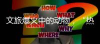 文旅爆火中的动物	，“热爱不代表零距离接触”
