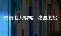 快排公司十年历程，霸屏兔 seo 的崛起与坚守