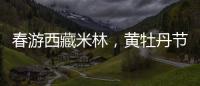 春游西藏米林，黄牡丹节这样玩！