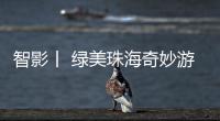 快排公司十年历程，霸屏兔 seo 的崛起与坚守