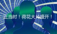 正当时！荷花大片盛开	！就在珠海这里→