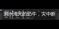 洪水淹死的奶牛	，灾中断裂的生计