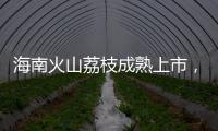 海南火山荔枝成熟上市，“甜蜜季”开启