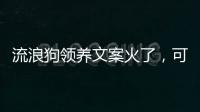 流浪狗领养文案火了
�，可心动
，别冲动