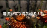 港澳游客采摘乐趣多
！珠海盐碱地里水果喜迎丰收