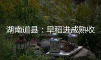 湖南道县：早稻进成熟收割季