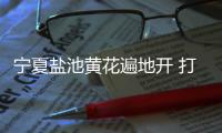 宁夏盐池黄花遍地开 打造黄花菜产业链条、拓展农户增收渠道