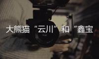 大熊猫“云川”和“鑫宝”将赴美，期限10年