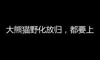 大熊猫野化放归
，都要上啥“培训课”
？