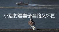 快排公司十年历程，霸屏兔 seo 的崛起与坚守