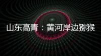 山东高青
：黄河岸边猕猴桃 喜获丰收果农乐