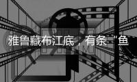 雅鲁藏布江底
，有条“鱼”在凝望沙的迁徙