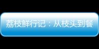 荔枝鲜行记：从枝头到餐桌，中国重汽豪沃TS7冷藏车让鲜甜如约而至
