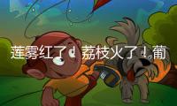 莲雾红了！荔枝火了�！葡萄熟了......金湾“甜蜜夏季”开启！