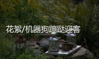 快排公司十年历程，霸屏兔 seo 的崛起与坚守