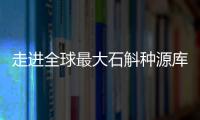 走进全球最大石斛种源库：探索野生石斛种质资源异地保护