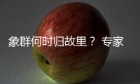 象群何时归故里？ 专家
：大约在冬季